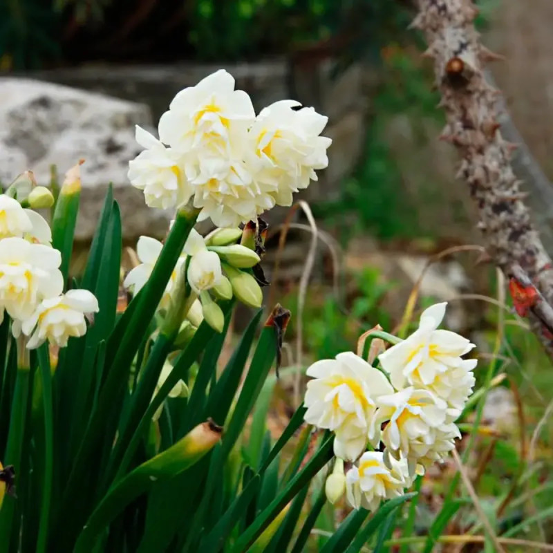Narcisse 'Erlicheer' - Narcissus | Achat direct au producteur