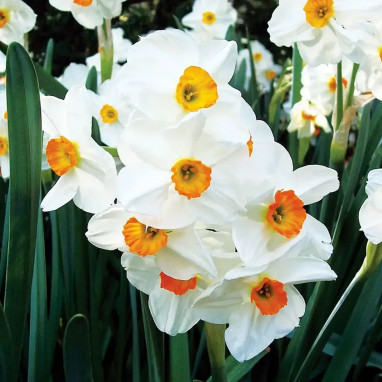 Narcisse 'Geranium' - Narcissus | Achat direct au producteur