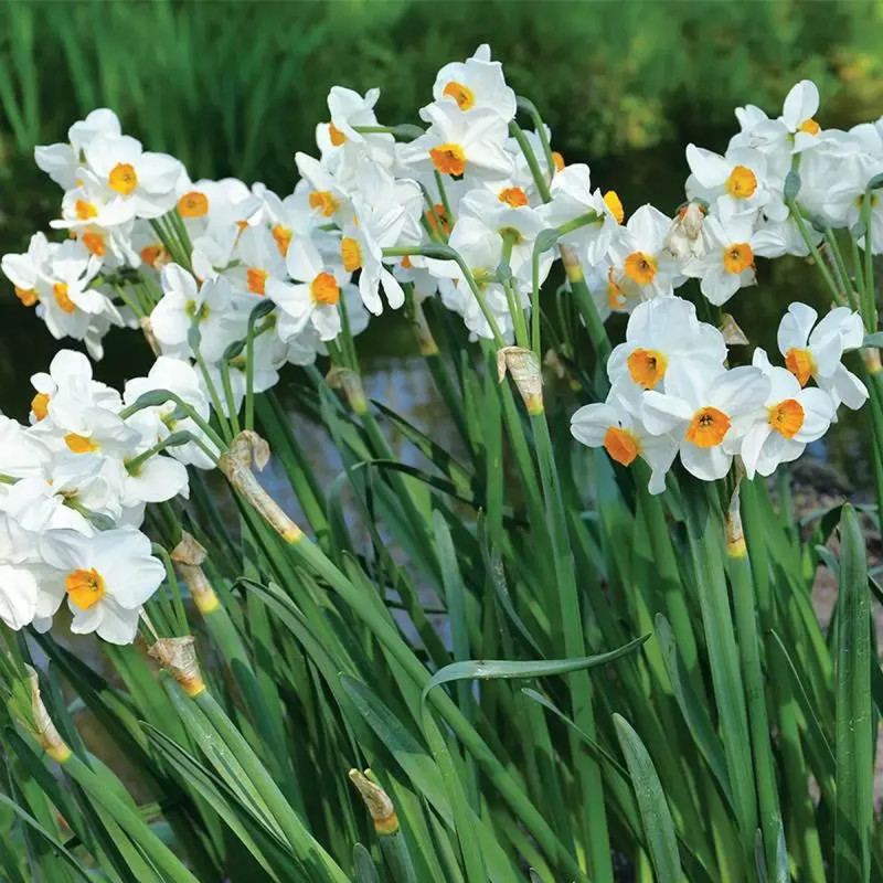 Narcisse 'Geranium' - Narcissus | Achat direct au producteur
