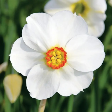 Narcisse 'Actaea' - Petite coupe - Narcissus | Achat producteur