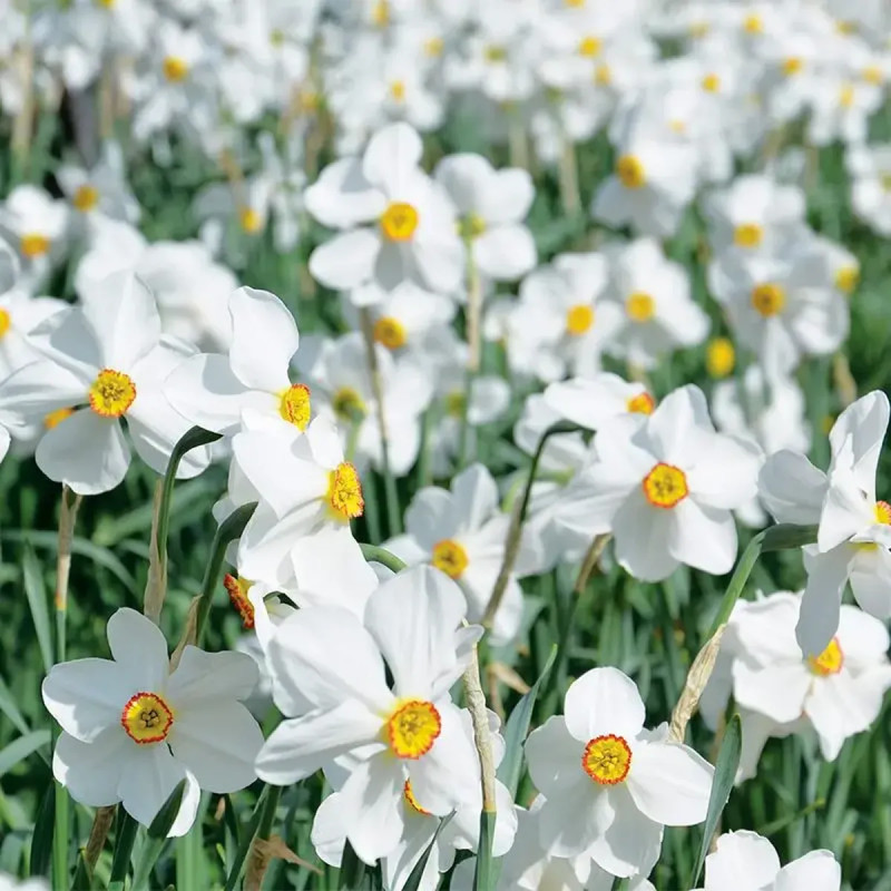 Narcisse 'Actaea' - Petite coupe - Narcissus | Achat producteur