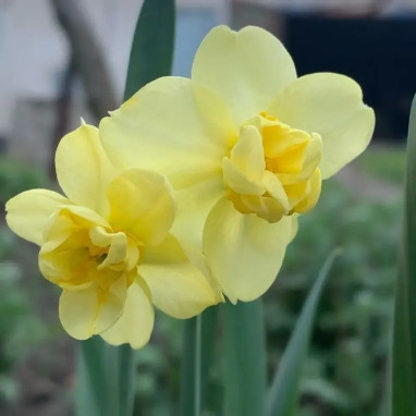 Narcisse Pluriflore 'Primrose Beauty' - Narcissus | Achat producteur