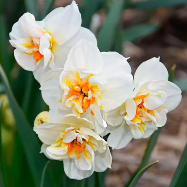 Narcisse pluriflore 'Winston Churchill' | Achat direct au producteur