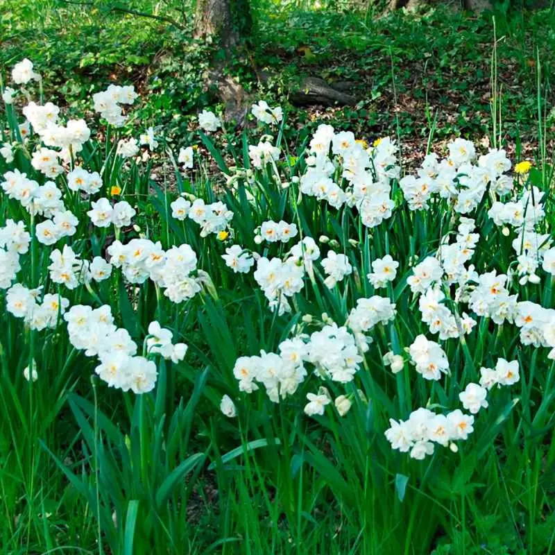 Narcisse pluriflore 'Winston Churchill' | Achat direct au producteur
