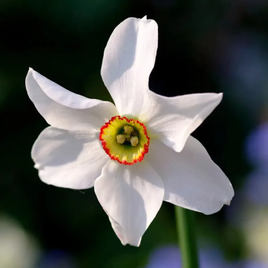 Narcisse des poètes 'Recurvus' - Narcissus | Achat direct au producteur