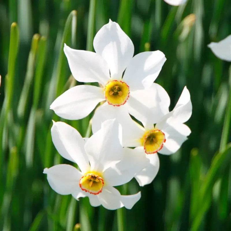 Narcisse des poètes 'Recurvus' - Narcissus | Achat direct au producteur