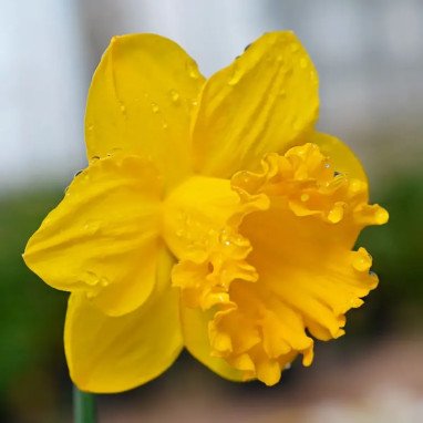 Narcisse Trompette 'Early Sensation' - Narcissus | Achat producteur