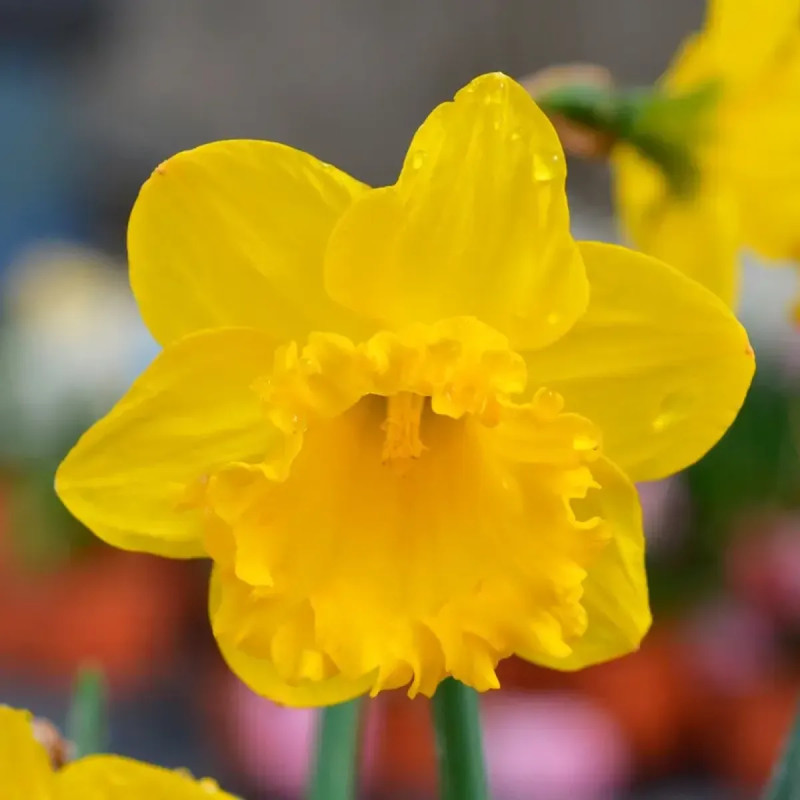 Narcisse Trompette 'Early Sensation' - Narcissus | Achat producteur