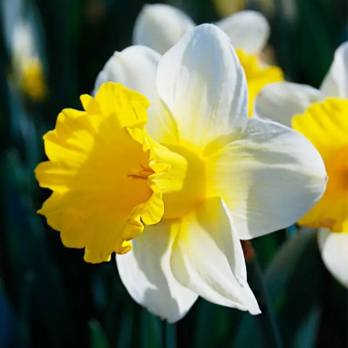 Narcisse Trompette 'Goblet' - Narcissus | Achat direct au producteur