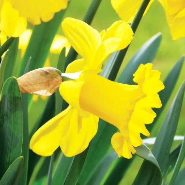 Narcisse Trompette 'Dutch Master' - Narcissus | Achat direct au producteur