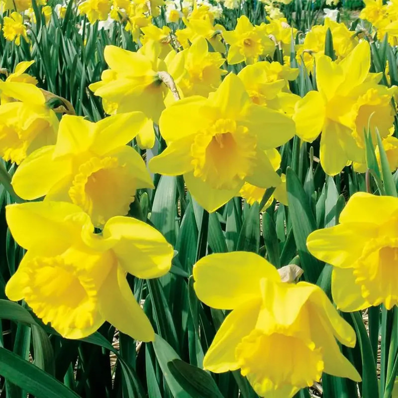 Narcisse Trompette 'Dutch Master' - Narcissus | Achat direct au producteur