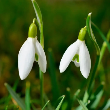 Galanthus elwesii - Perce-neige | Achat direct au producteur