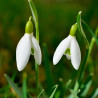 Galanthus Elwesii