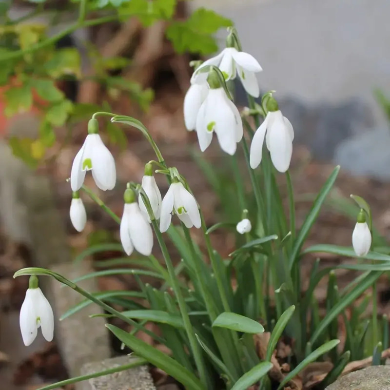 Galanthus elwesii - Perce-neige | Achat direct au producteur