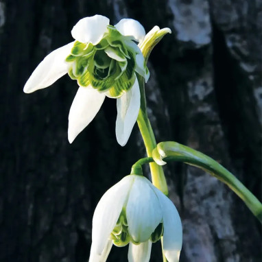 Galanthus nivalis 'Flore Pleno' - Perce-neige | Achat producteur