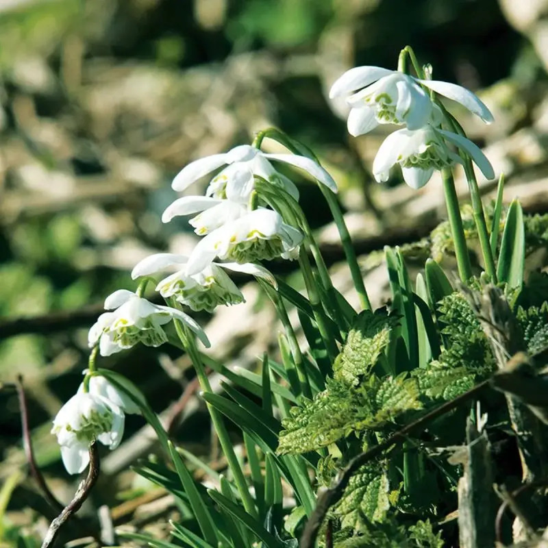 Galanthus nivalis 'Flore Pleno' - Perce-neige | Achat producteur