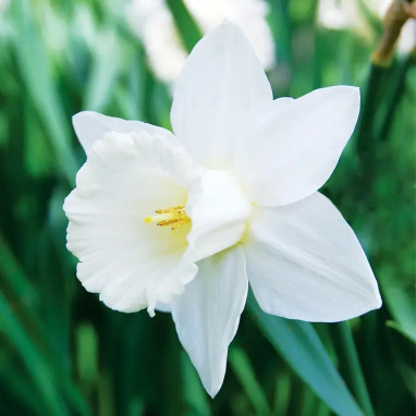 Narcisse Trompette 'Mount Hood' - Narcissus | Achat producteur