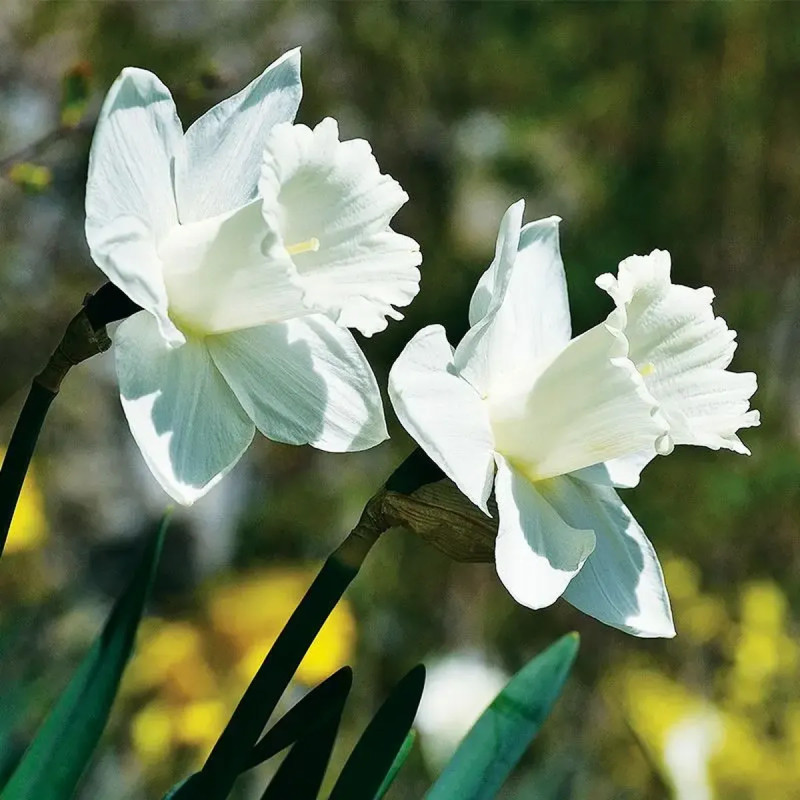 Narcisse Trompette 'Mount Hood' - Narcissus | Achat producteur