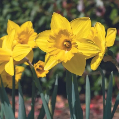 Narcisse trompette 'Standard Value' - Narcissus | Achat producteur
