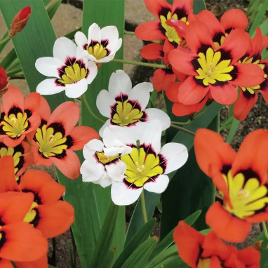Sparaxis tricolor - Fleur Arlequin | Achat direct au producteur