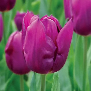 Tulipe 'Purple Prince' - Tulipa | Achat direct au producteur