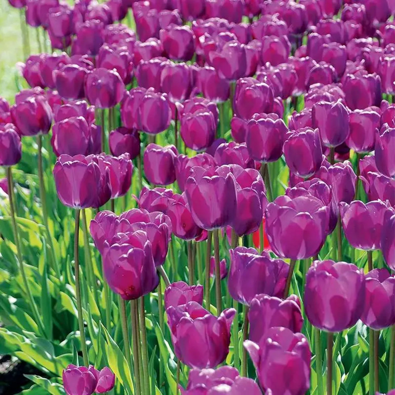 Tulipe 'Purple Prince' - Tulipa | Achat direct au producteur
