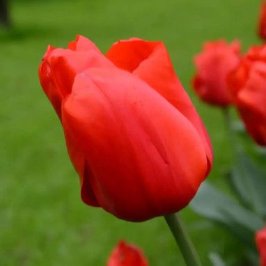 Tulipe Darwin Hybride 'Lalibela' - Tulipa | Achat direct au producteur