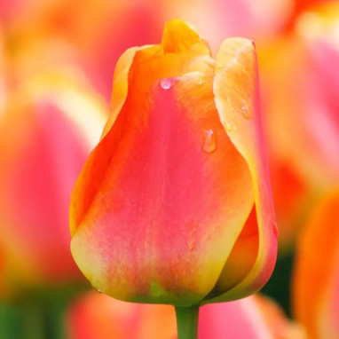 Tulipe Darwin Hybride Apeldoorn - Tulipa | Achat direct au producteur