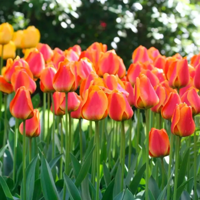 Tulipe Darwin Hybride Apeldoorn - Tulipa | Achat direct au producteur