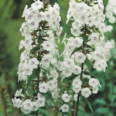 Phlox maculata 'Schneelawine' - Phlox | Achat direct au producteur