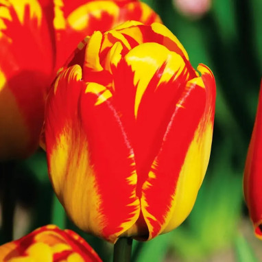 Tulipe Darwin Hybride 'Banja Luka' - Tulipa | Achat producteur