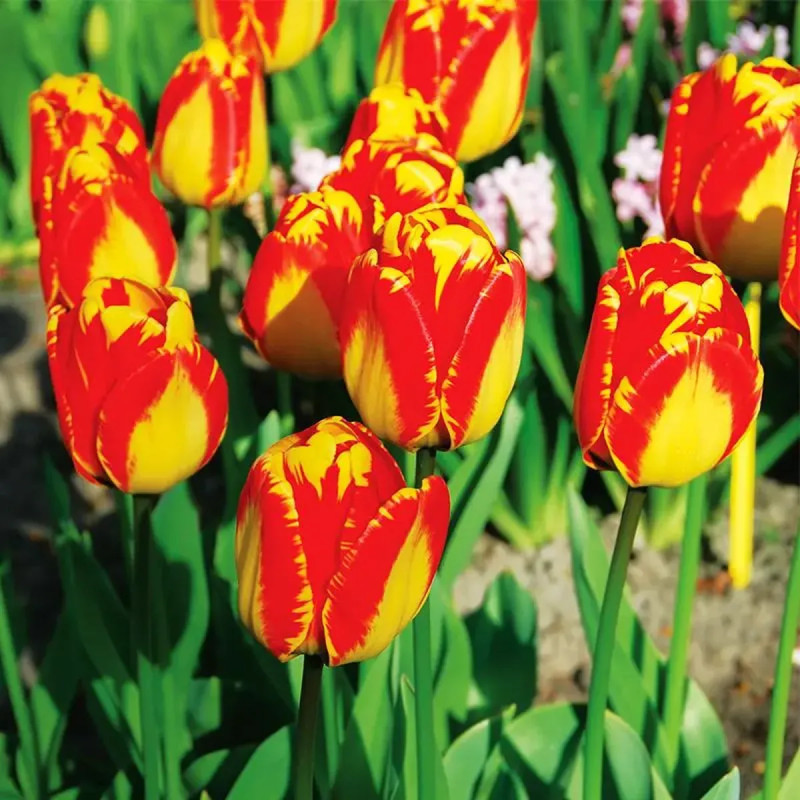 Tulipe Darwin Hybride 'Banja Luka' - Tulipa | Achat producteur
