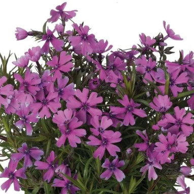 Phlox subulata Spring Lilac - Phlox | Achat direct au producteur