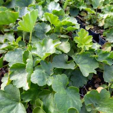 Heuchera sanguinea 'White Cloud' - Heuchera | Achat producteur