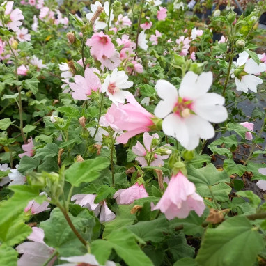 Lavatera 'Barnsley Baby' - Malva | Achat direct au producteur