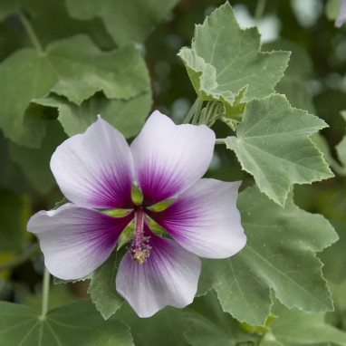 Lavatera subovata bicolore - Malva | Achat direct au producteur