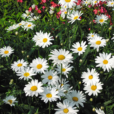Leucanthemum superbum 'Alaska' - Grande marguerite | Achat producteur