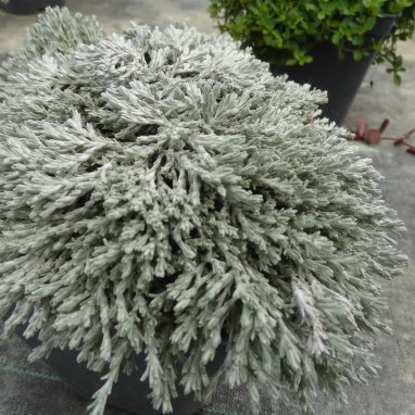 Helichrysum 'County Park Silver' | Achat direct au producteur