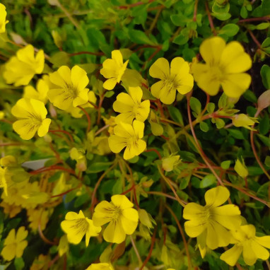 Mecardonia sundona 'Early Yellow' - Mecardonia | Achat producteur