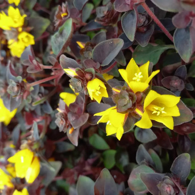 Lysimachia congestiflora 'Persian Chocolate' | Achat producteur