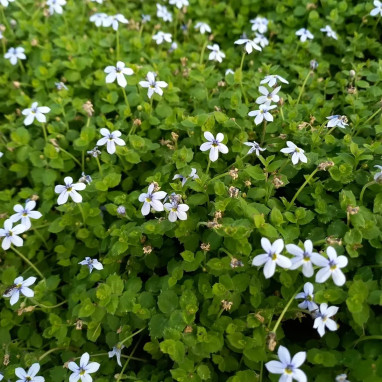 Pratia pedunculata bleu clair - Pratia | Achat direct au producteur