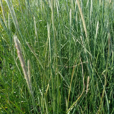 Pennisetum macrourum 'Queue d'Or' | Achat direct au producteur