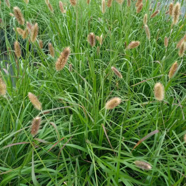 Pennisetum thunbergii 'Red Buttons' | Achat direct au producteur