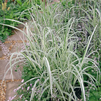 Phalaris arundinacea 'Picta' - Ruban de bergère | Achat producteur