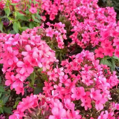 Phlox paniculata EARLY 'Red' - Phlox | Achat direct au producteur