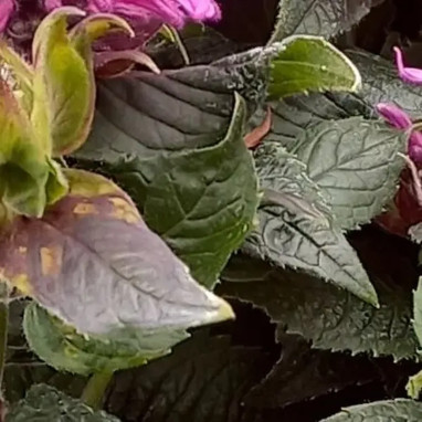 Monarda 'Pocahontas Deep Purple' - Monarda | Achat direct au producteur