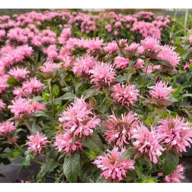 Monarda 'Pocahontas Pink'® - Monarda | Achat direct au producteur
