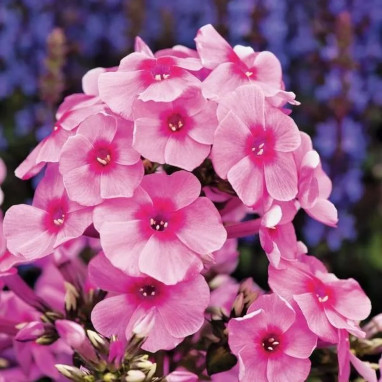 Phlox paniculata Early Pink - Phlox | Achat direct au producteur