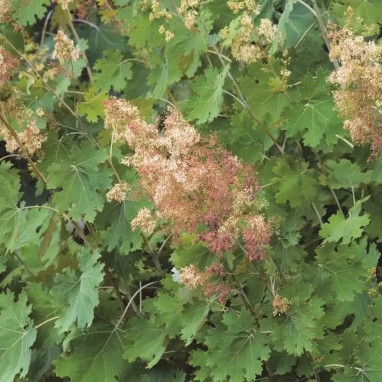Macleaya microcarpa - Macleaya | Achat direct au producteur