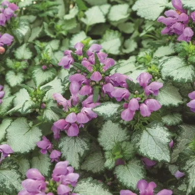 Lamium maculatum 'Purple Dragon' - Lamium | Achat producteur